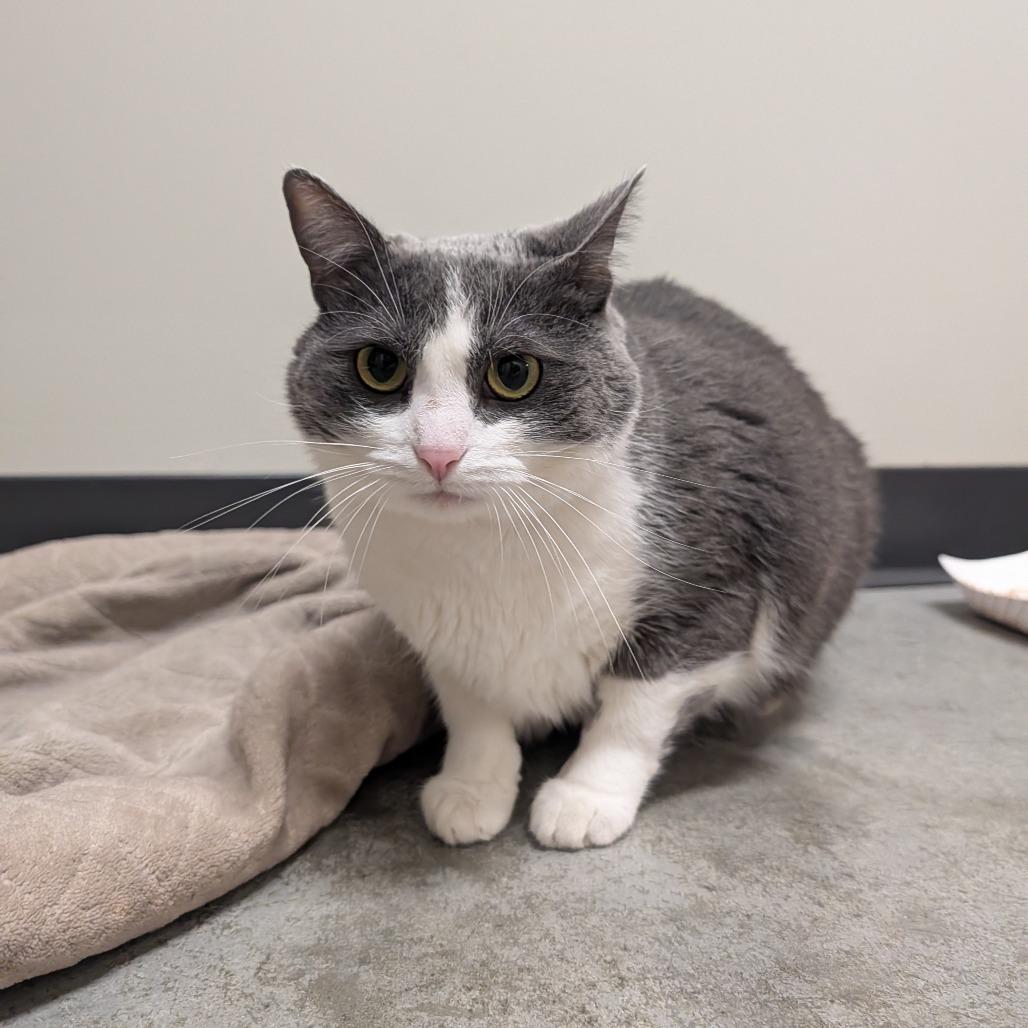 Enlarge Genevieve, a Adoptable Domestic Short Hair in Saint Cloud, MN image 5/6