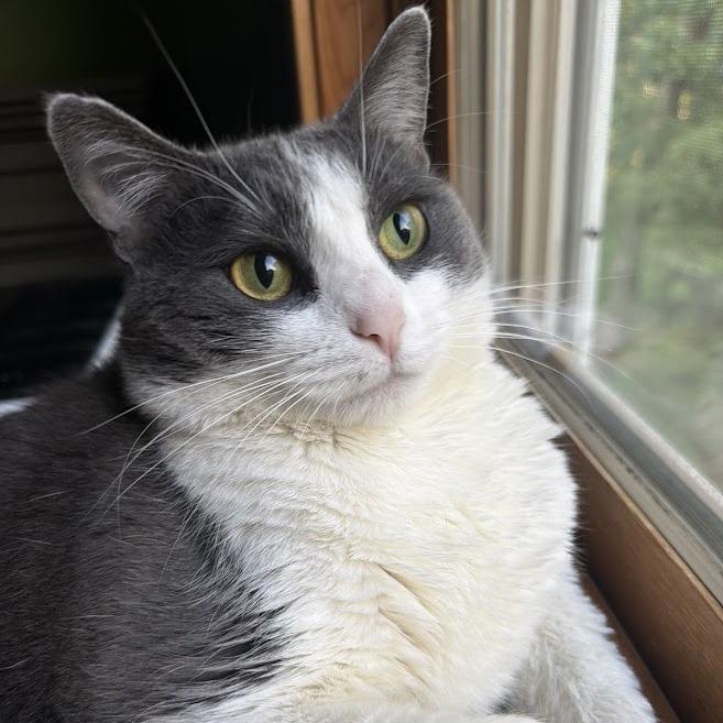 Enlarge Genevieve, a Adoptable Domestic Short Hair in Saint Cloud, MN image 6/6