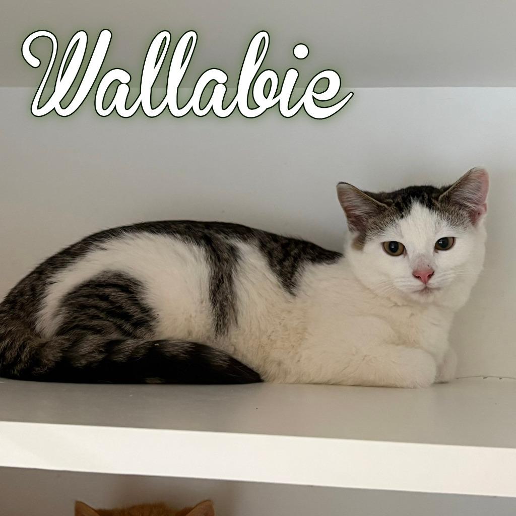 Wallabie, Adoptable, Kitten Male Domestic Short Hair.