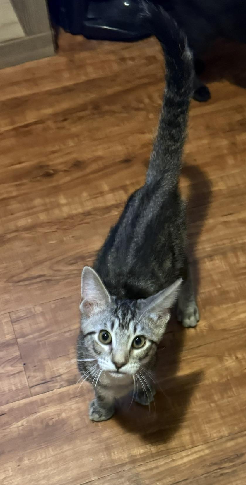 Enlarge JONAH, a Adoptable Domestic Short Hair in Houston, TX image 3/6
