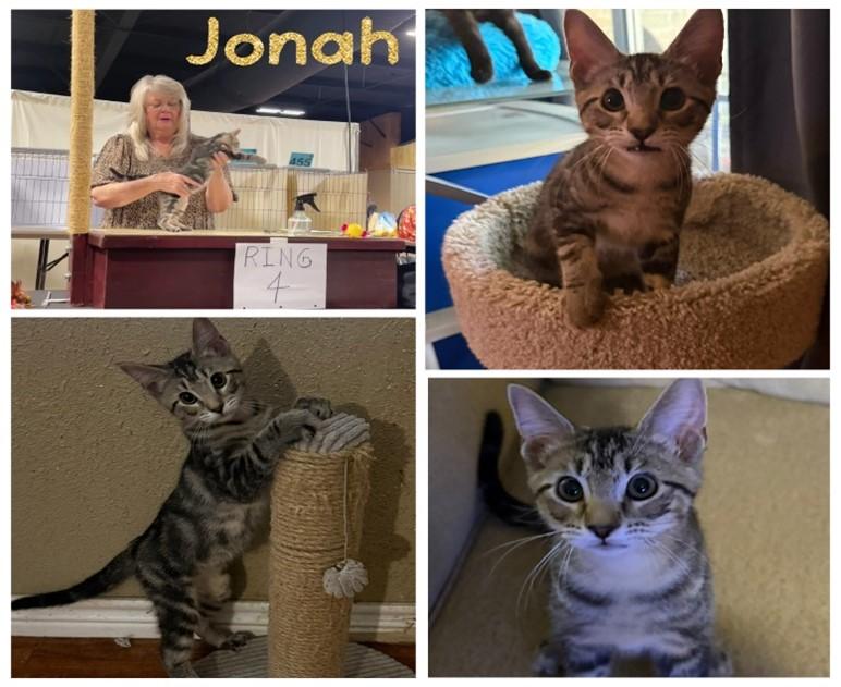 JONAH, Adoptable, Kitten Male Domestic Short Hair.