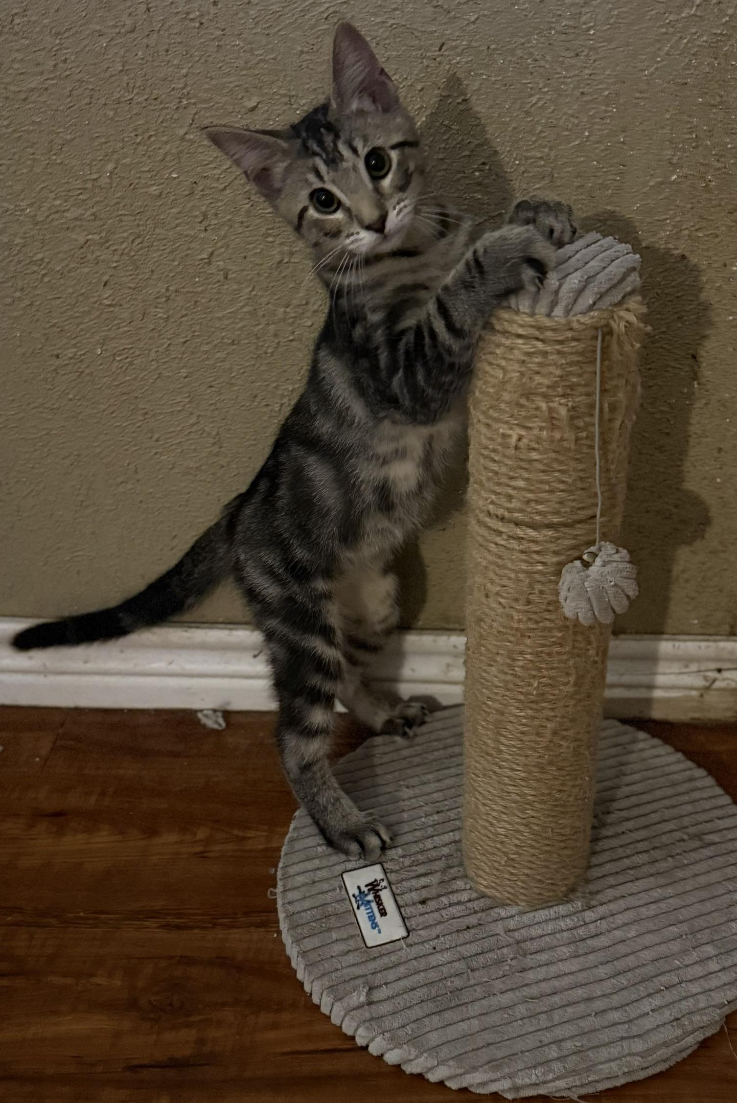 Enlarge JONAH, a Adoptable Domestic Short Hair in Houston, TX image 2/6