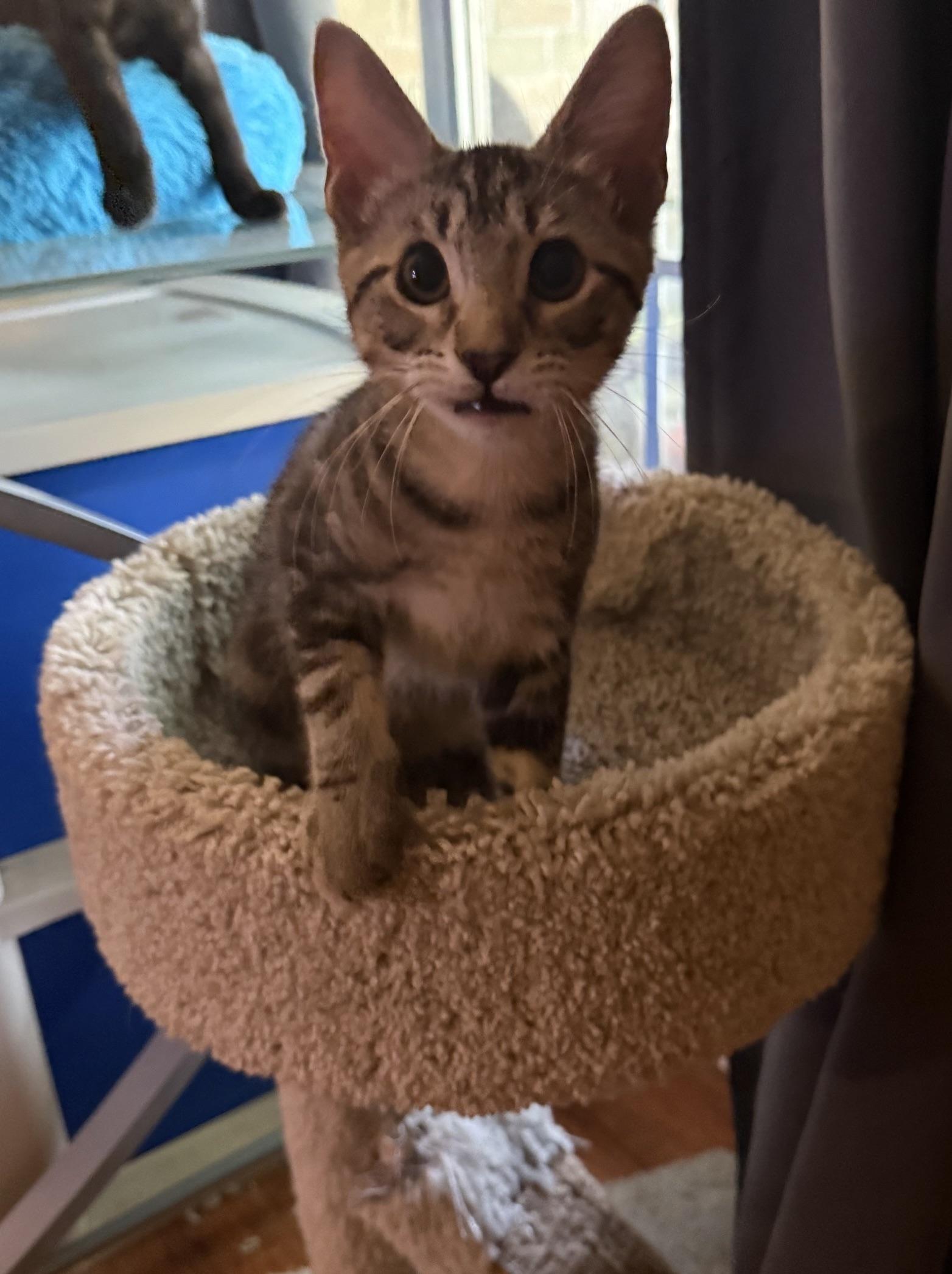 Enlarge JONAH, a Adoptable Domestic Short Hair in Houston, TX image 6/6