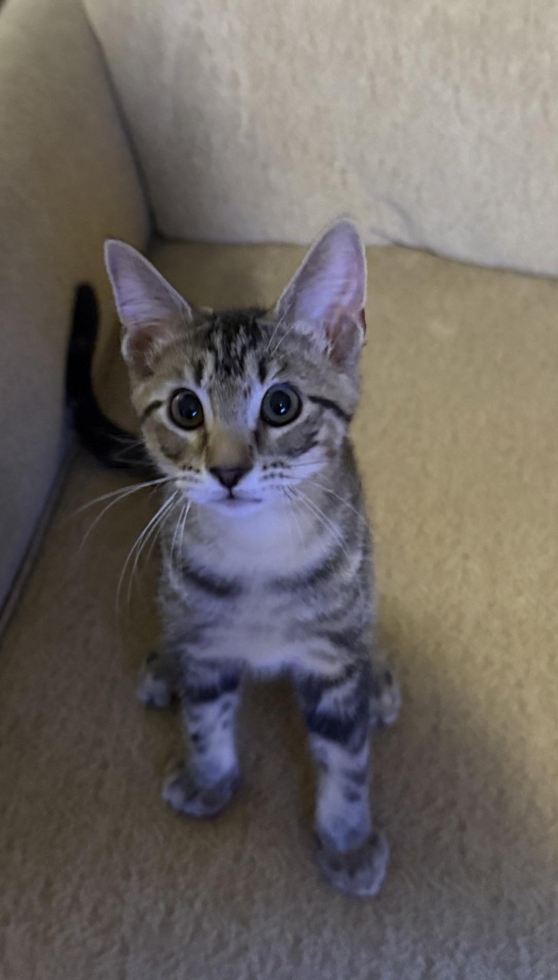 Enlarge JONAH, a Adoptable Domestic Short Hair in Houston, TX image 4/6