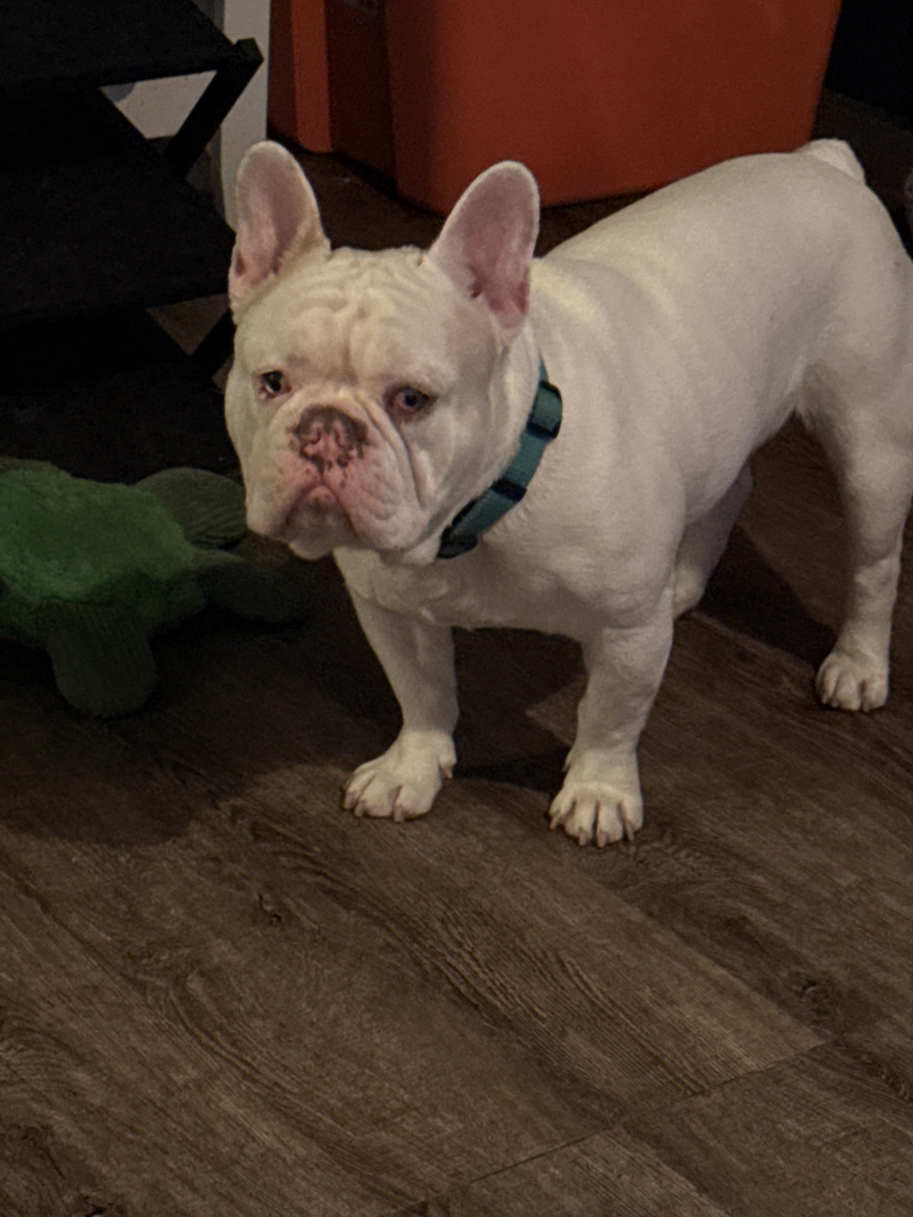 Rocket, a Adoptable French Bulldog in Mesa, AZ image 1/2