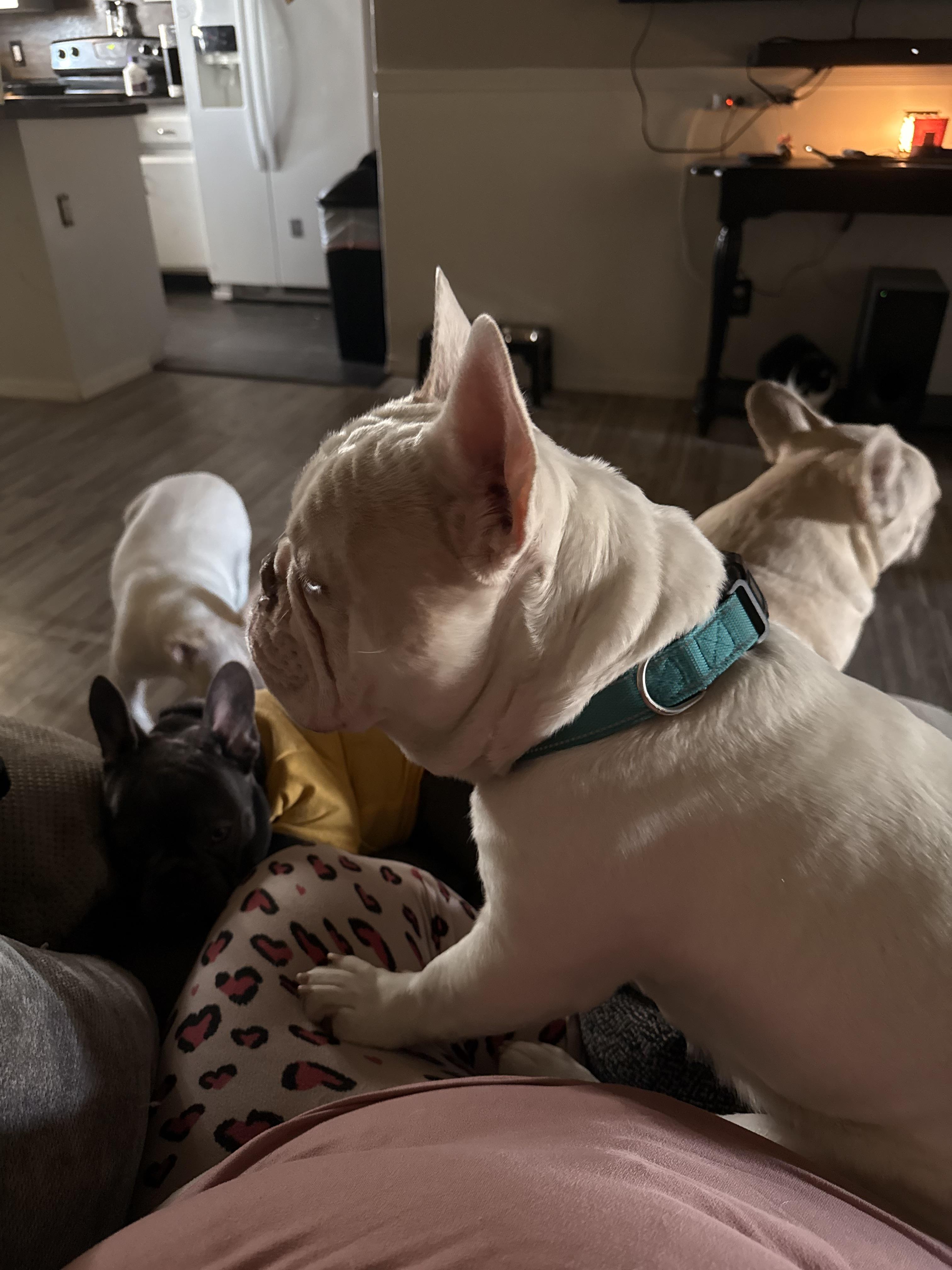 Rocket, a Adoptable French Bulldog in Mesa, AZ image 2/2