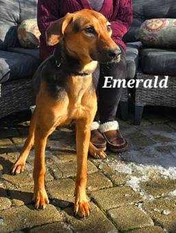 Enlarge Emerald, a ADOPTABLE mixed breed in Canterbury, CT image 3/6