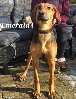 Enlarge Emerald, a ADOPTABLE mixed breed in Canterbury, CT image 6/6
