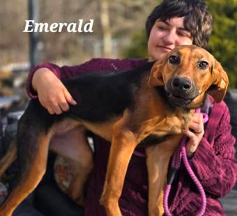 Enlarge Emerald, a ADOPTABLE mixed breed in Canterbury, CT image 2/6