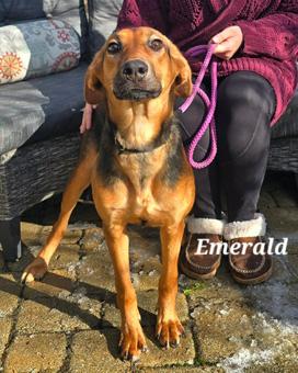 Enlarge Emerald, a ADOPTABLE mixed breed in Canterbury, CT image 5/6