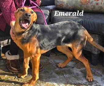 Enlarge Emerald, a ADOPTABLE mixed breed in Canterbury, CT image 4/6