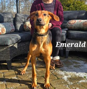 Enlarge Emerald, a ADOPTABLE mixed breed in Canterbury, CT image 1/6