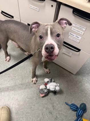 Drako, Adoptable, Adult Male Terrier & Mixed Breed.