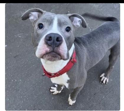 Enlarge Drako, a Adoptable mixed breed in Shawano, WI image 2/3