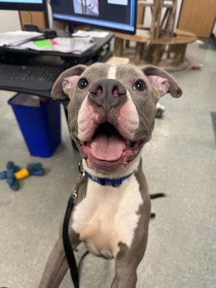 Enlarge Drako, a Adoptable mixed breed in Shawano, WI image 3/3