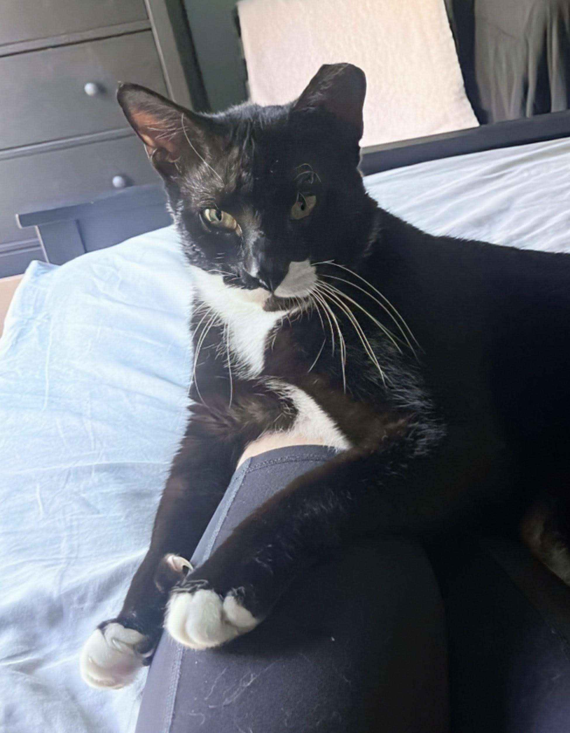 Enlarge Bertram, a ADOPTABLE Domestic Short Hair in Palm Harbor, FL image 4/5