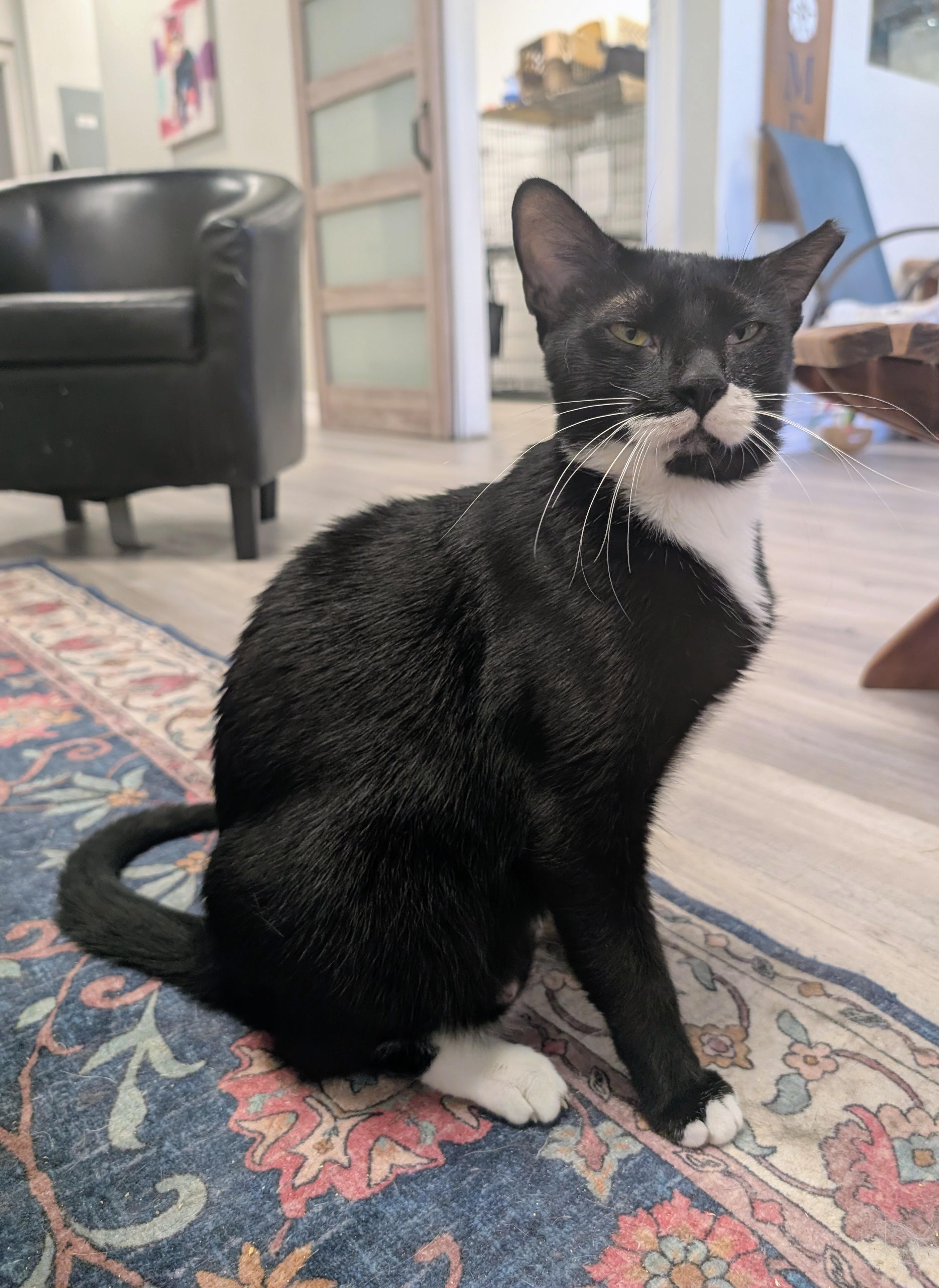 Enlarge Bertram, a ADOPTABLE Domestic Short Hair in Clearwater, FL image 1/6