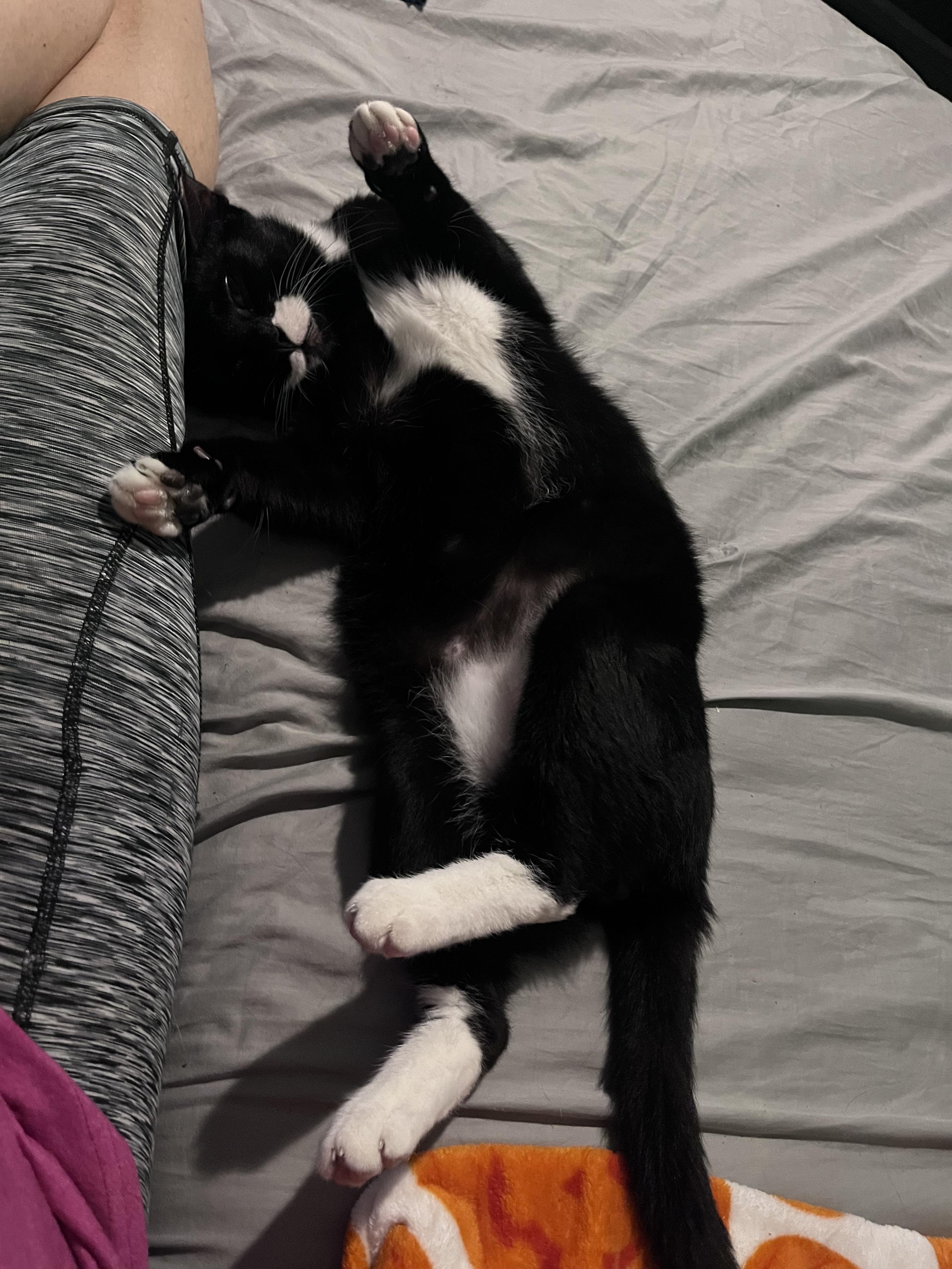 Enlarge Bertram, a ADOPTABLE Domestic Short Hair in Palm Harbor, FL image 5/5