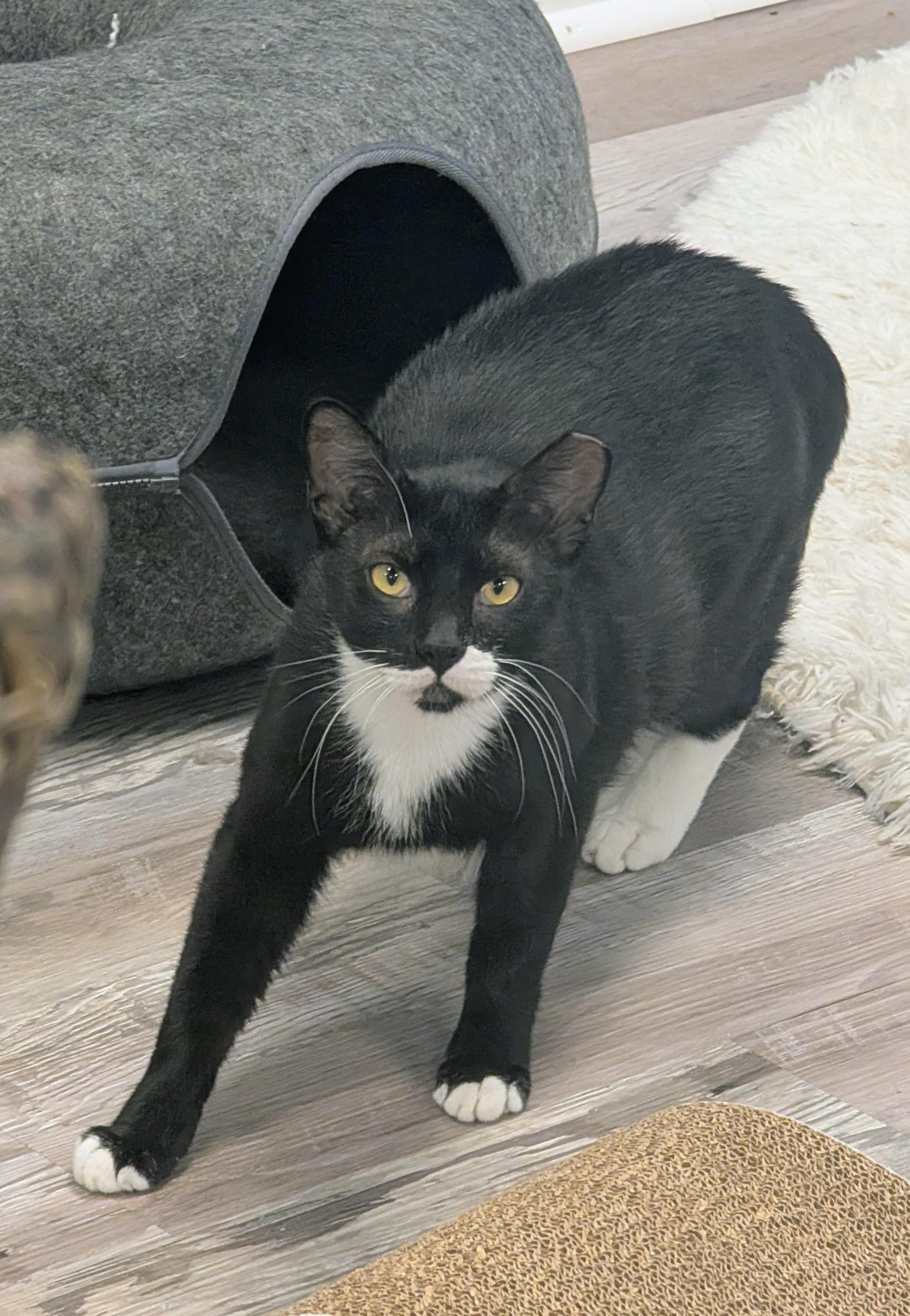 Enlarge Bertram, a ADOPTABLE Domestic Short Hair in Palm Harbor, FL image 2/5