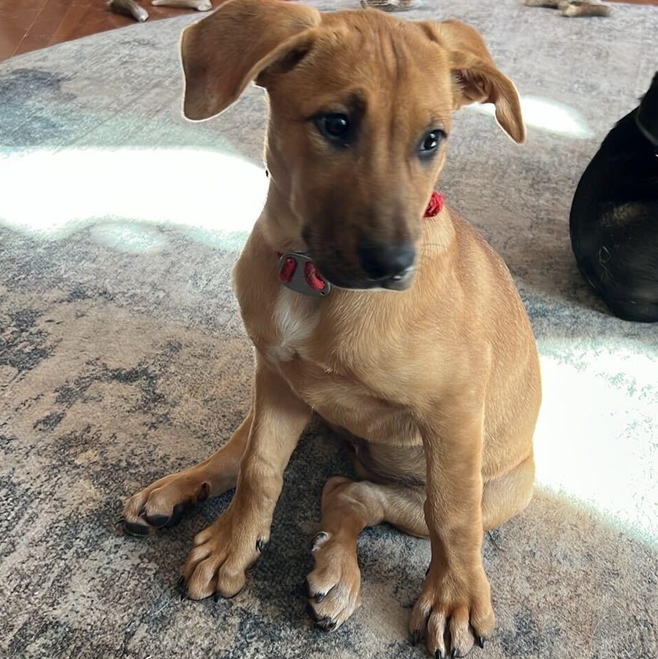 Chica, Adoptable, Puppy Female Labrador Retriever.