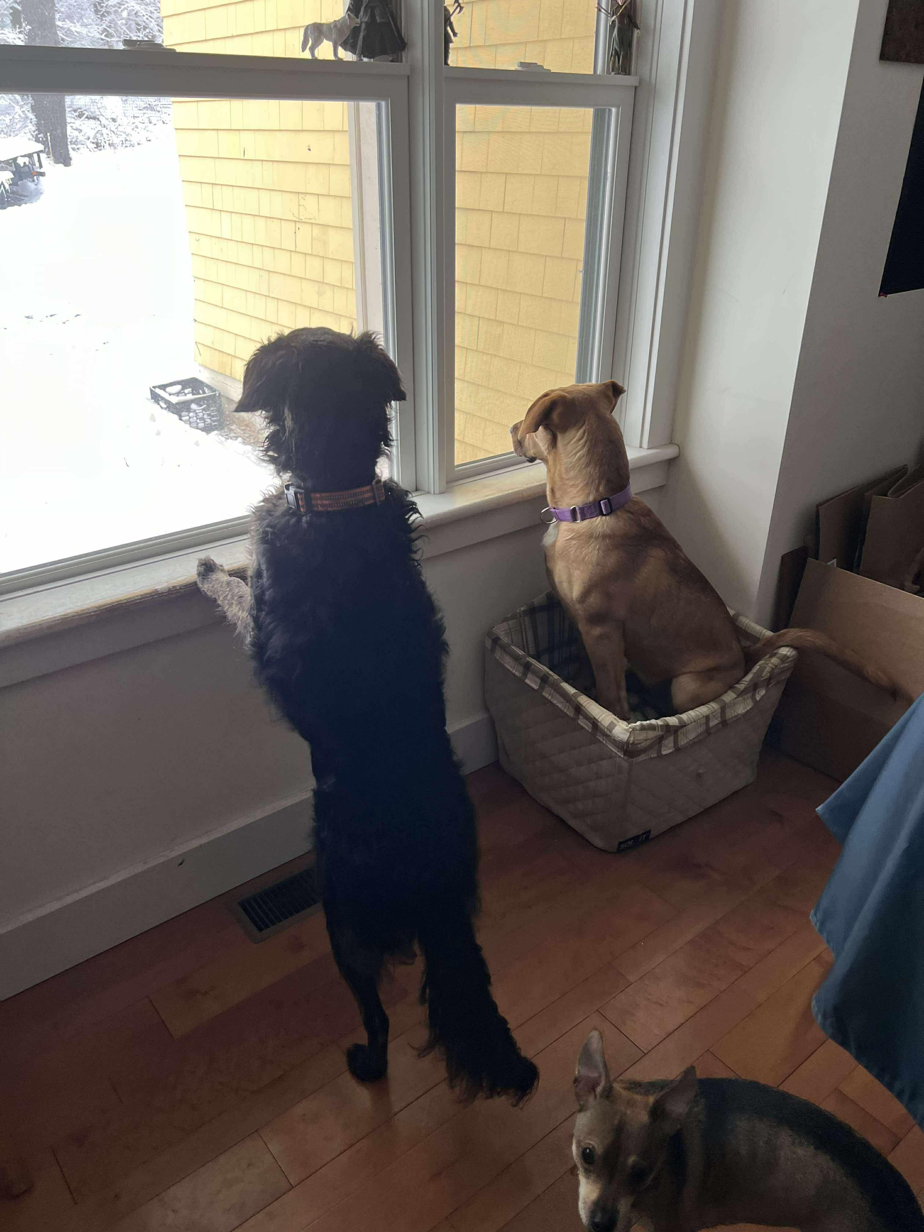 Enlarge Poppy, a Adoptable mixed breed in richmond, ME image 3/5