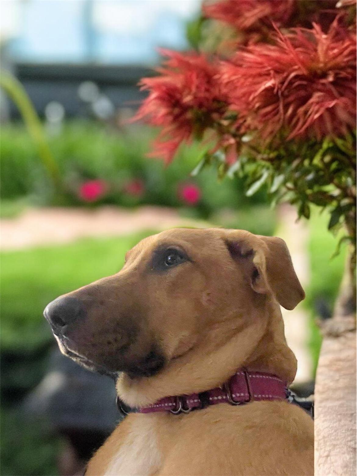 Enlarge Poppy, a Adoptable mixed breed in richmond, ME image 2/5