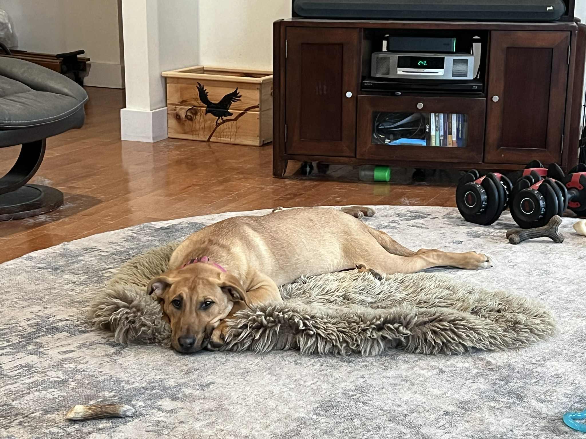 Enlarge Chica, a Adoptable mixed breed in richmond, ME image 2/6