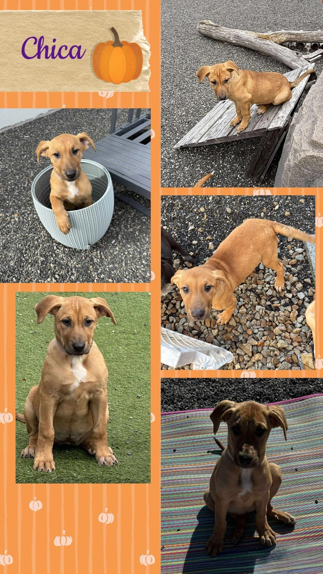 Chica, a Adoptable mixed breed in richmond, ME image 2/2