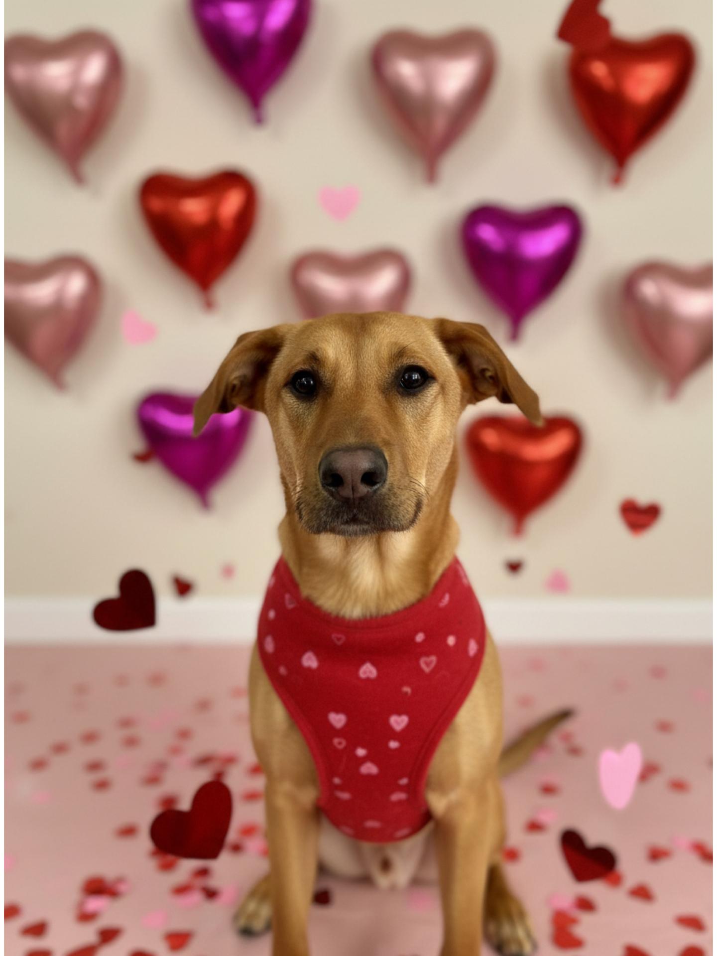 Enlarge Poppy, a Adoptable mixed breed in richmond, ME image 1/5