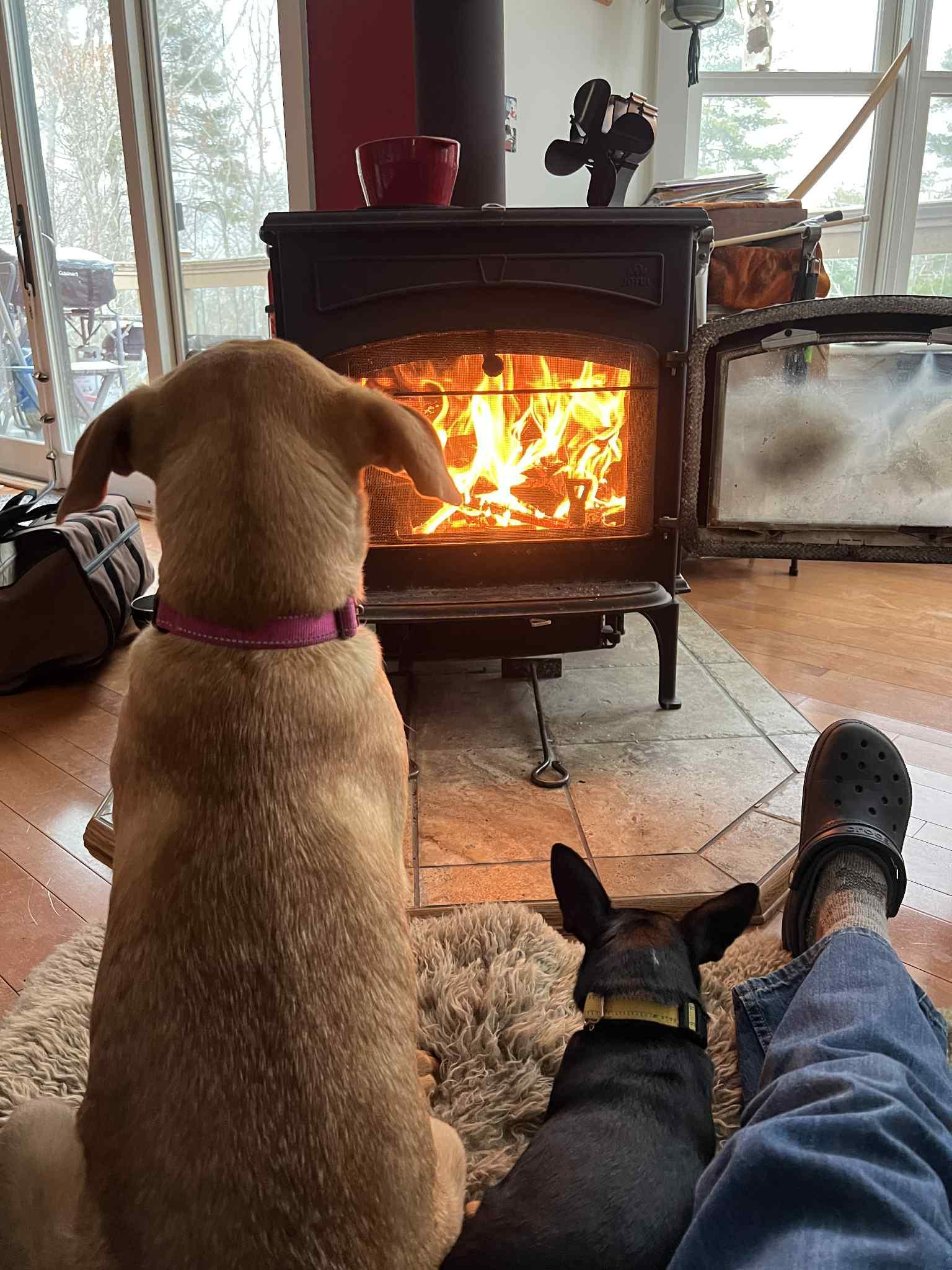 Enlarge Chica, a Adoptable mixed breed in richmond, ME image 4/6