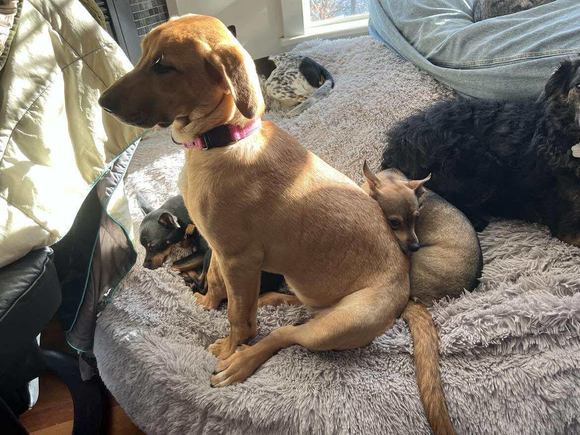 Enlarge Chica, a Adoptable mixed breed in richmond, ME image 5/6