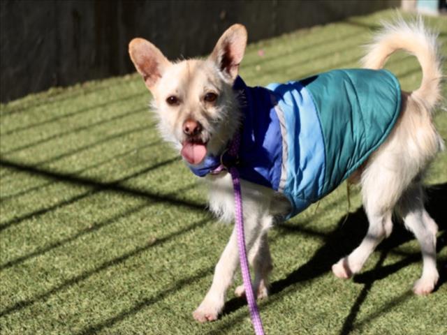 Enlarge Bear, a ADOPTABLE Terrier in Studio City, CA image 2/4
