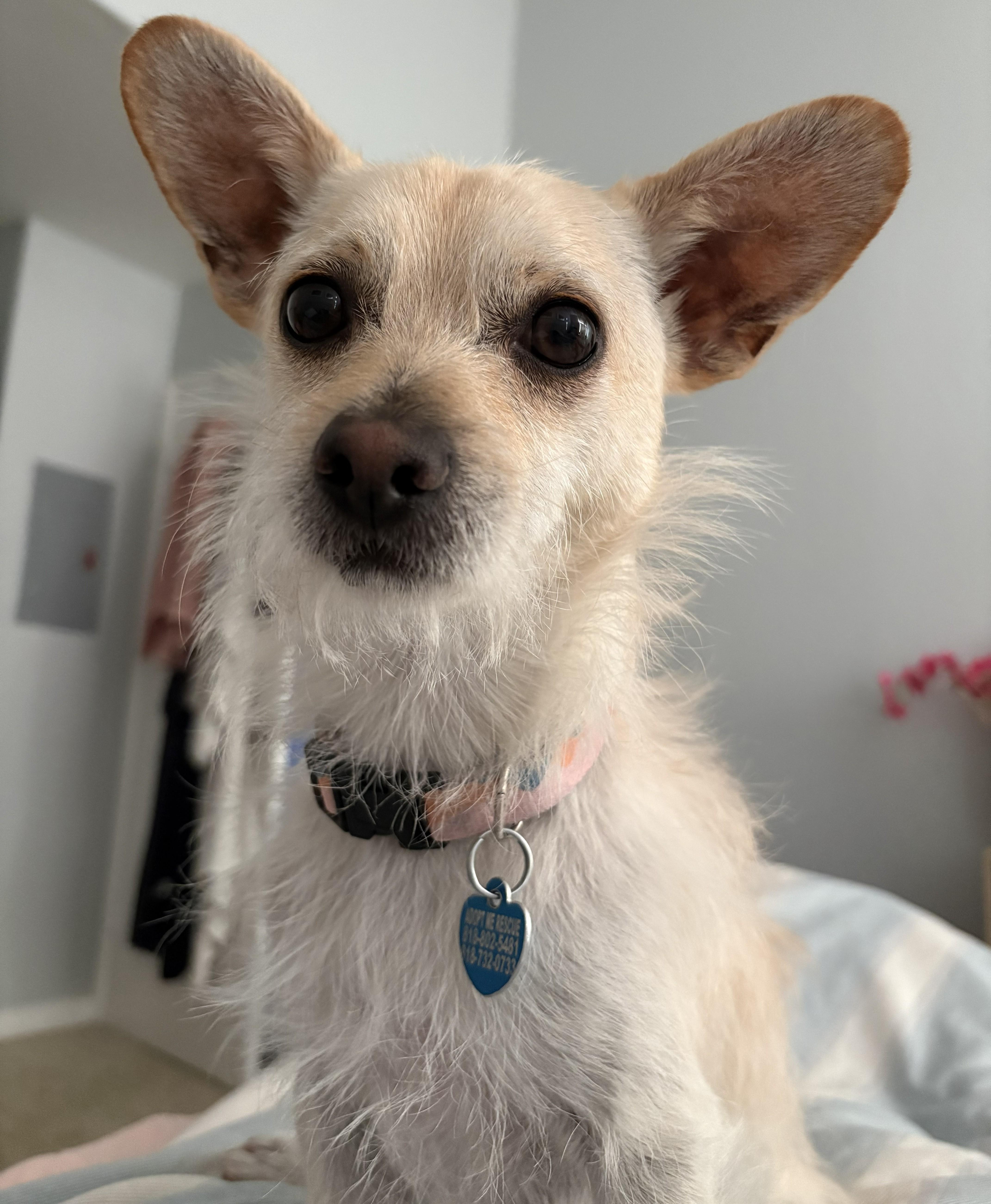 Enlarge Bear, a ADOPTABLE Terrier in Westlake Village, CA image 3/3