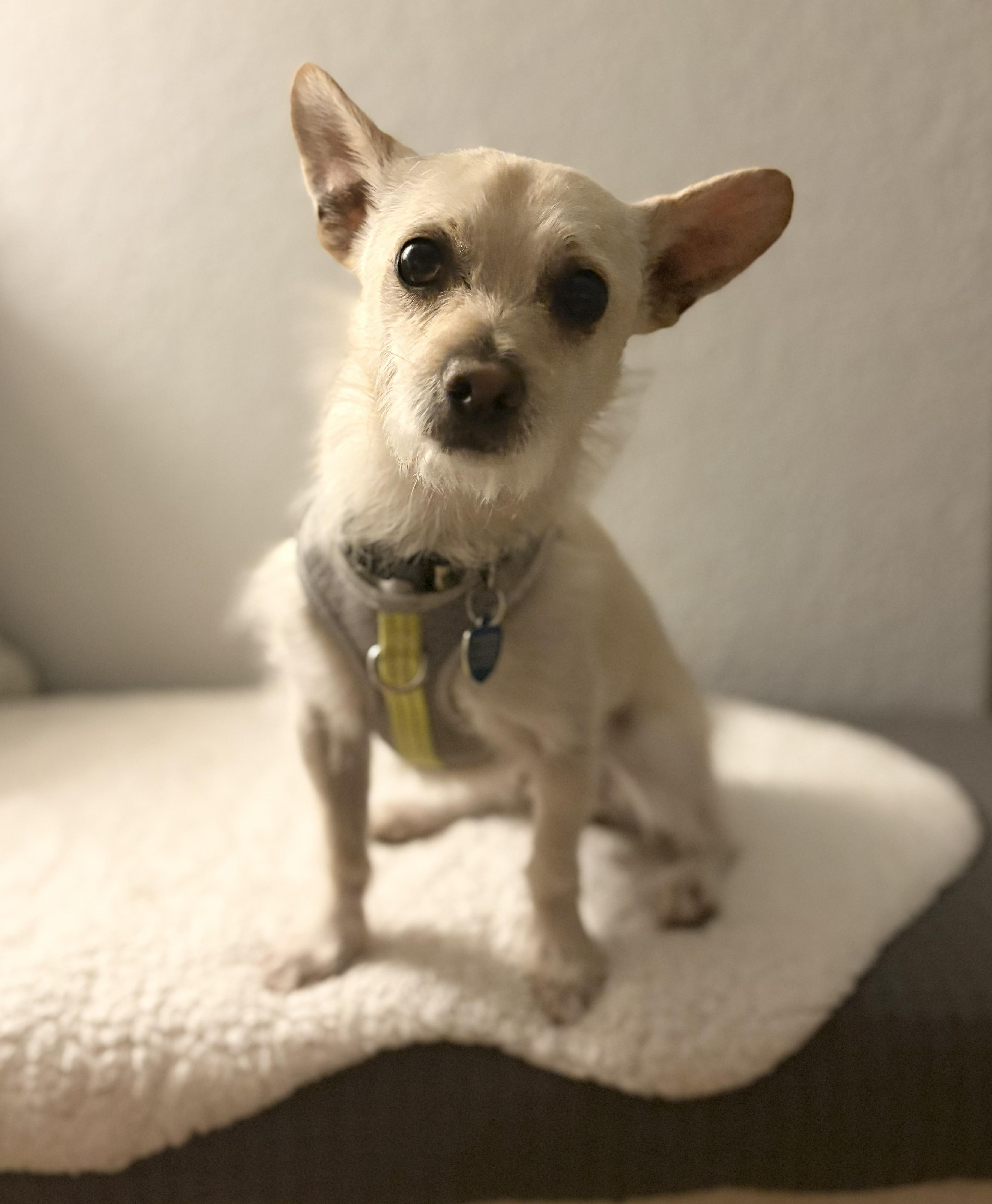 Bear, ADOPTABLE, Adult Male Terrier.