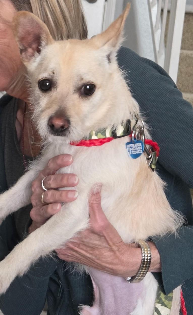 Enlarge Bear, a ADOPTABLE Terrier in Studio City, CA image 3/4