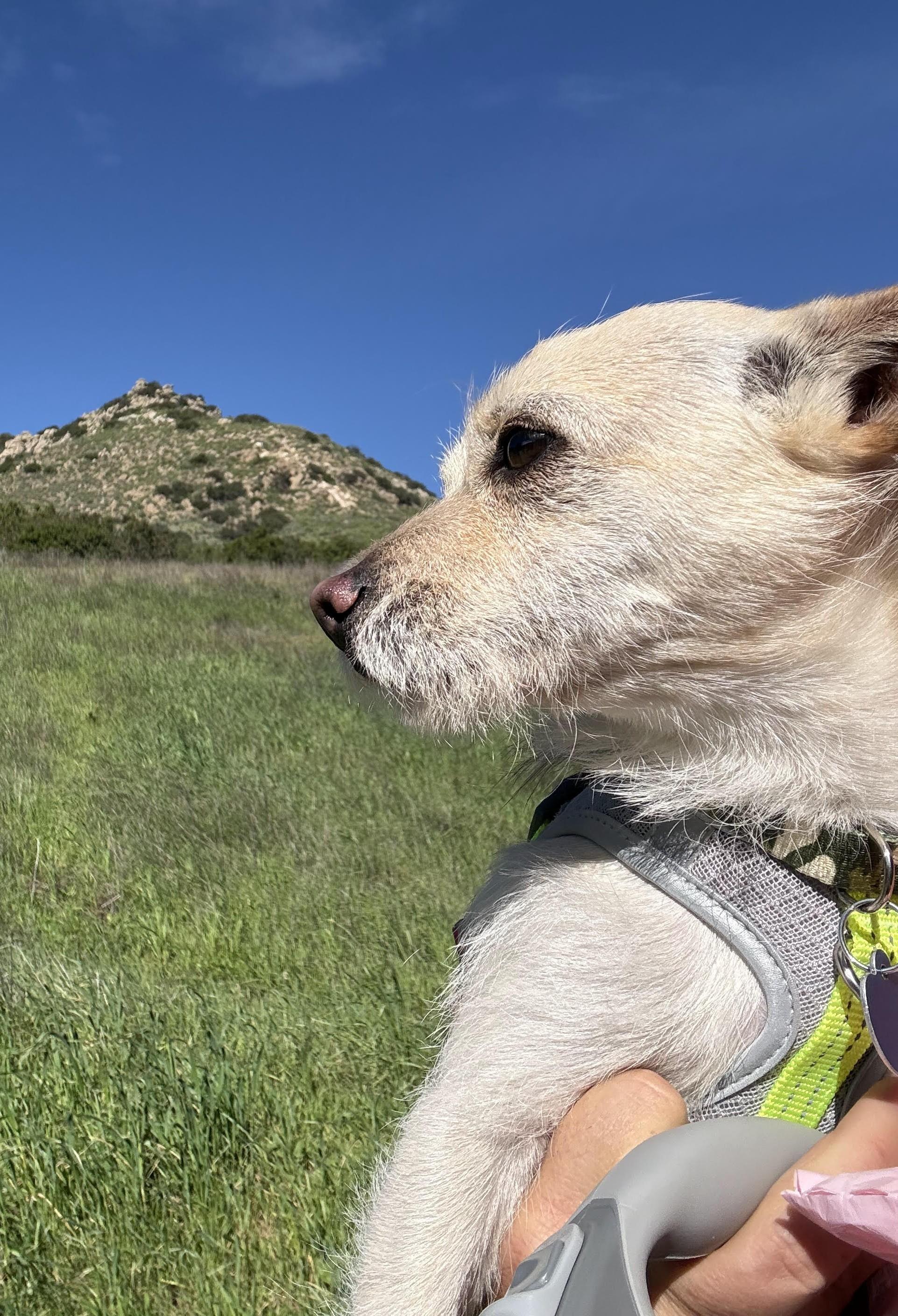 Enlarge Bear, a ADOPTABLE Terrier in Studio City, CA image 4/4