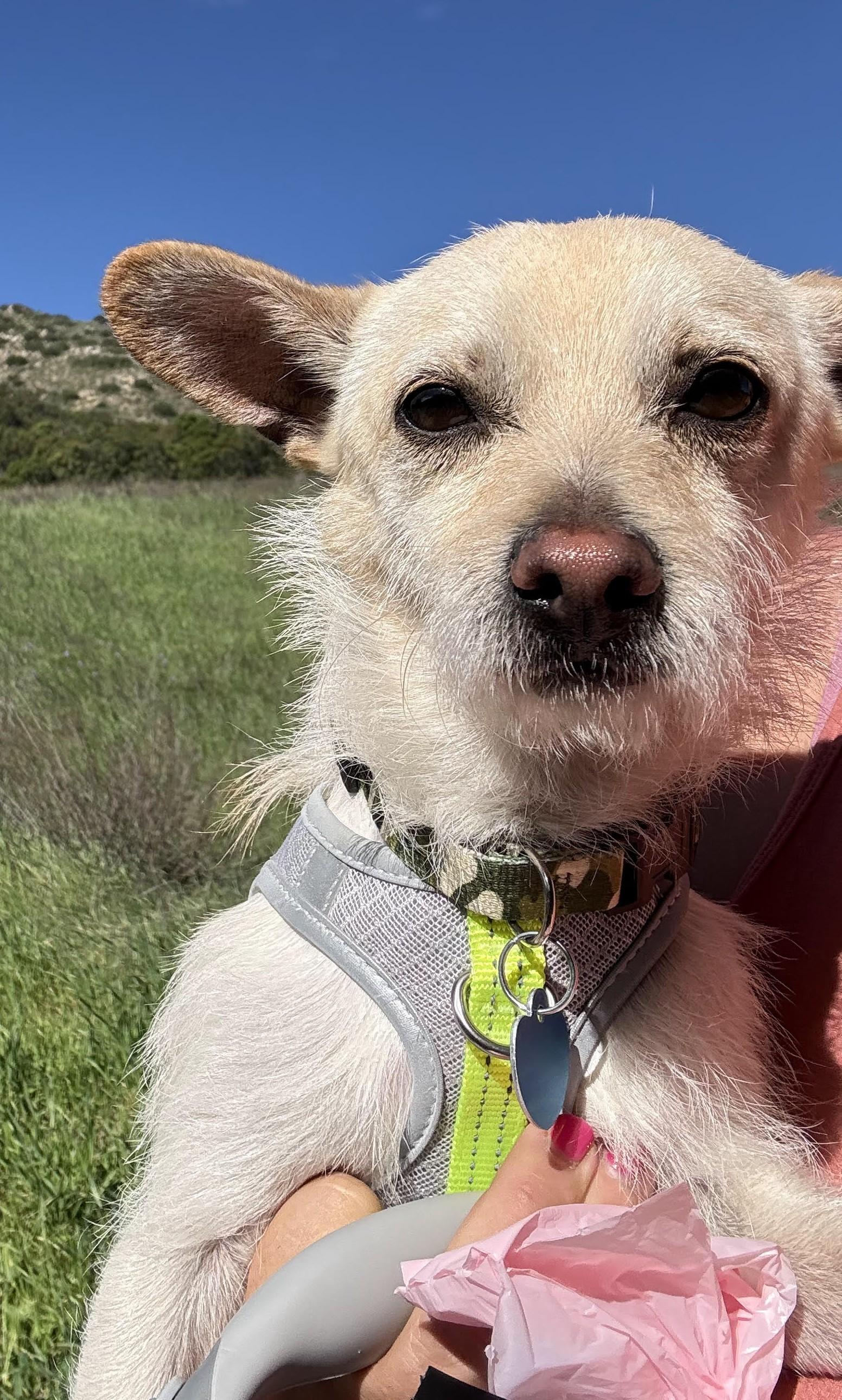 Bear, ADOPTABLE, Adult Male Terrier.