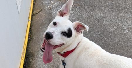 7511 Ninja, a Adoptable mixed breed in Hartwell, GA image 1/6