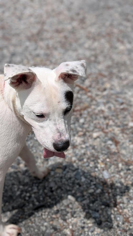 7511 Ninja, a Adoptable mixed breed in Hartwell, GA image 2/6