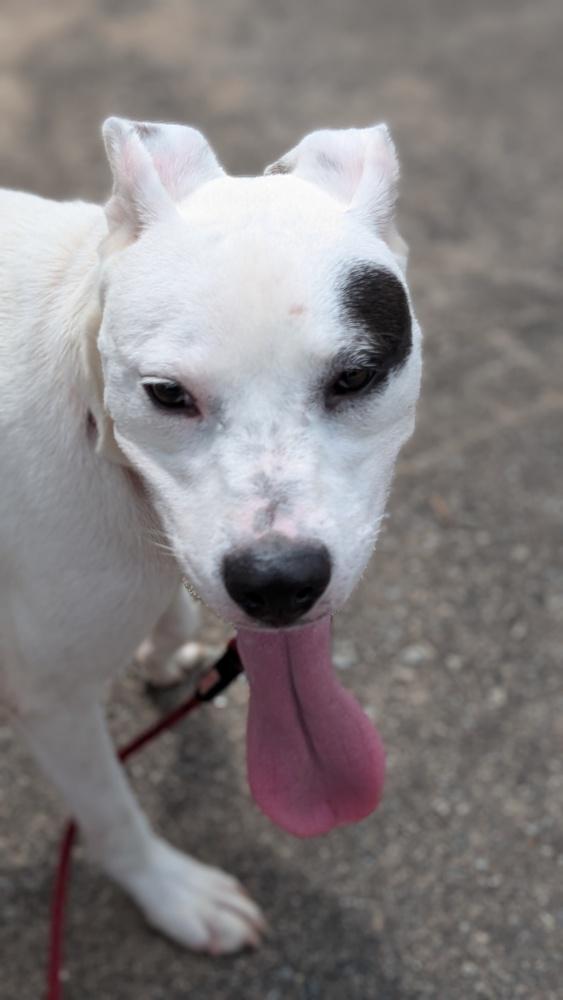 7511 Ninja, a Adoptable mixed breed in Hartwell, GA image 3/6