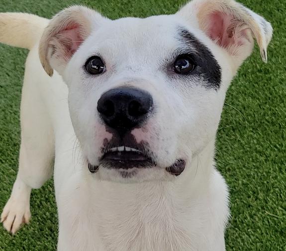 7511 Ninja, a Adoptable mixed breed in Hartwell, GA image 4/6