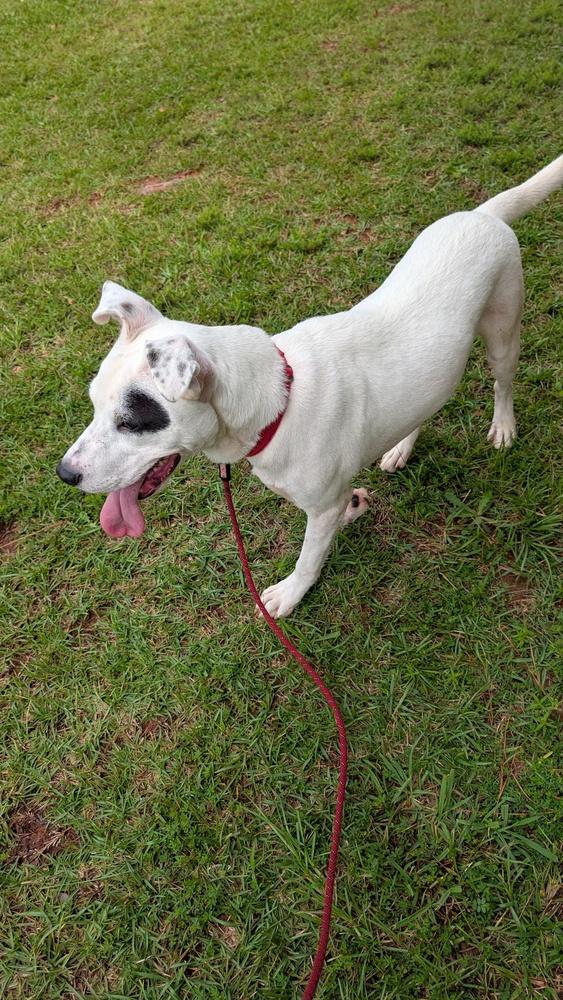 7511 Ninja, a Adoptable mixed breed in Hartwell, GA image 5/6