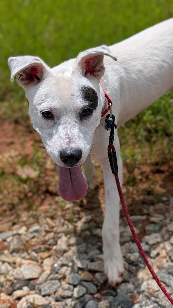 7511 Ninja, a Adoptable mixed breed in Hartwell, GA image 6/6