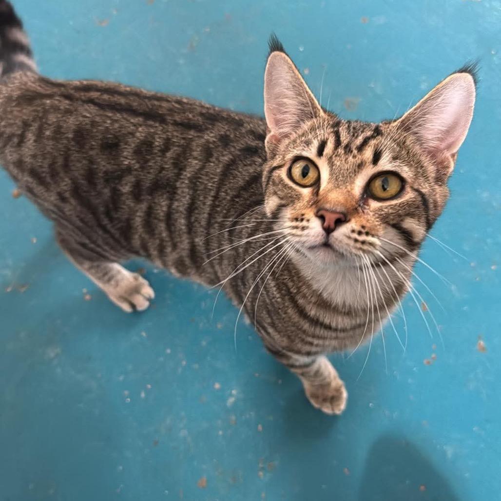 Enlarge Berlioz, a Adoptable Domestic Short Hair in Eufaula, AL image 2/2