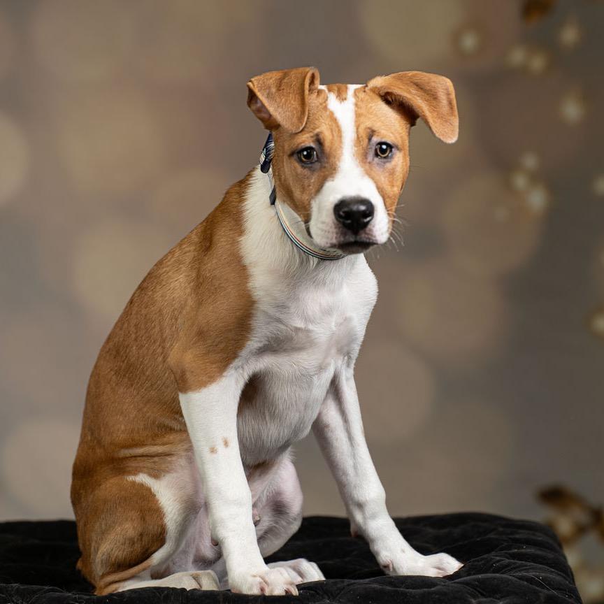 Arlo, Adoptable, Young Male Terrier.