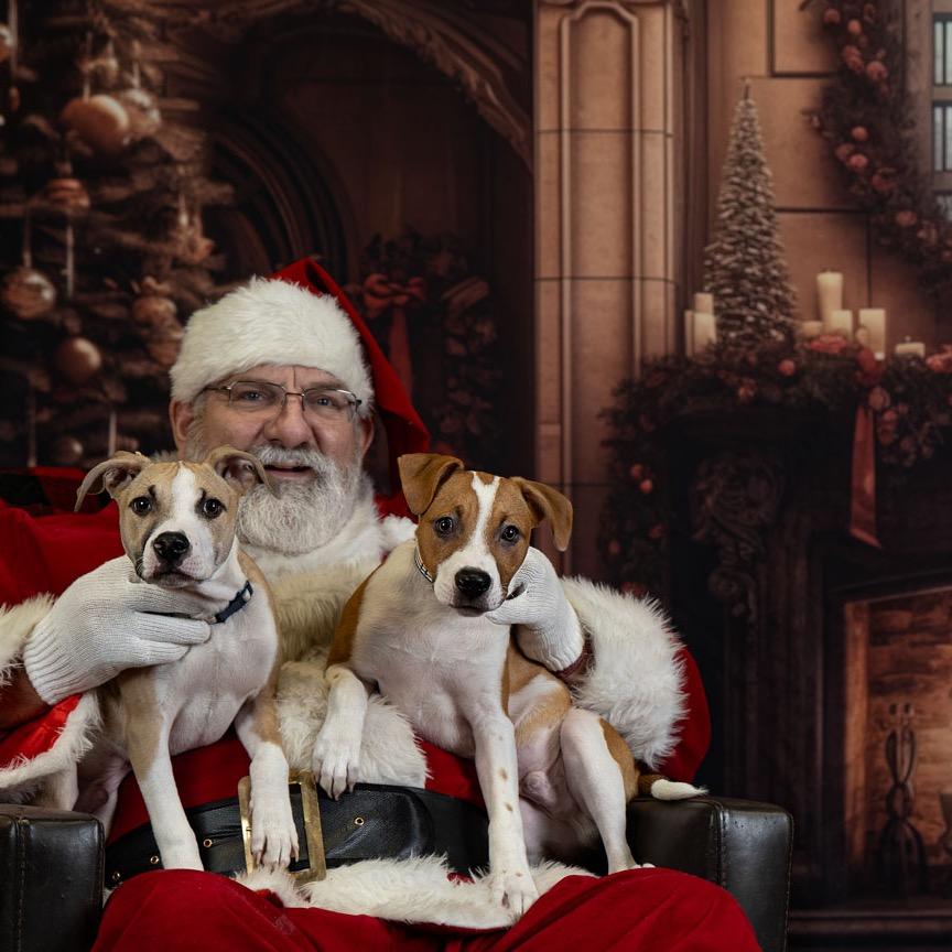 Enlarge Arlo, a Adoptable Terrier in Newberg, OR image 2/3