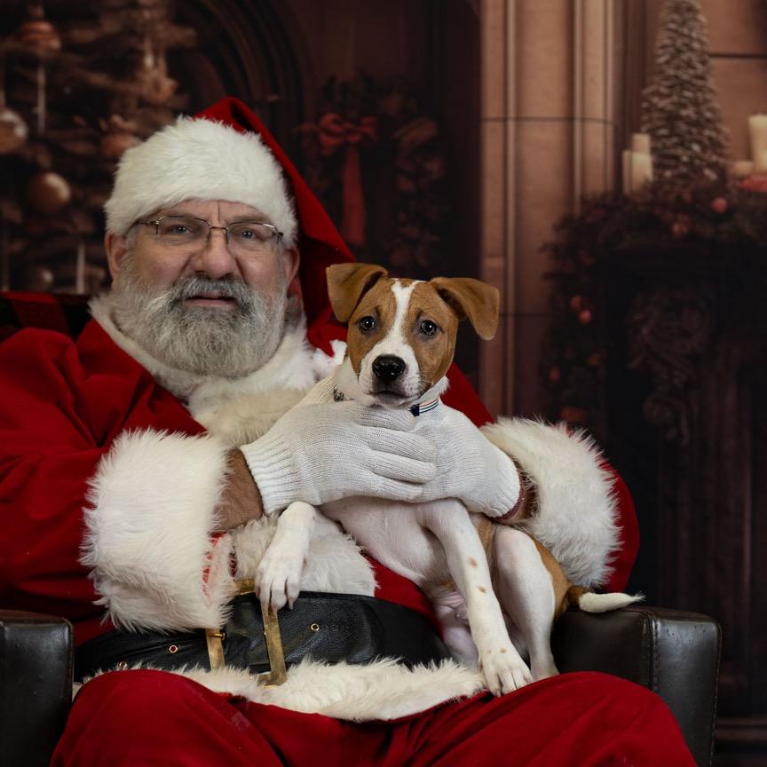 Enlarge Arlo, a Adoptable Terrier in Newberg, OR image 3/3