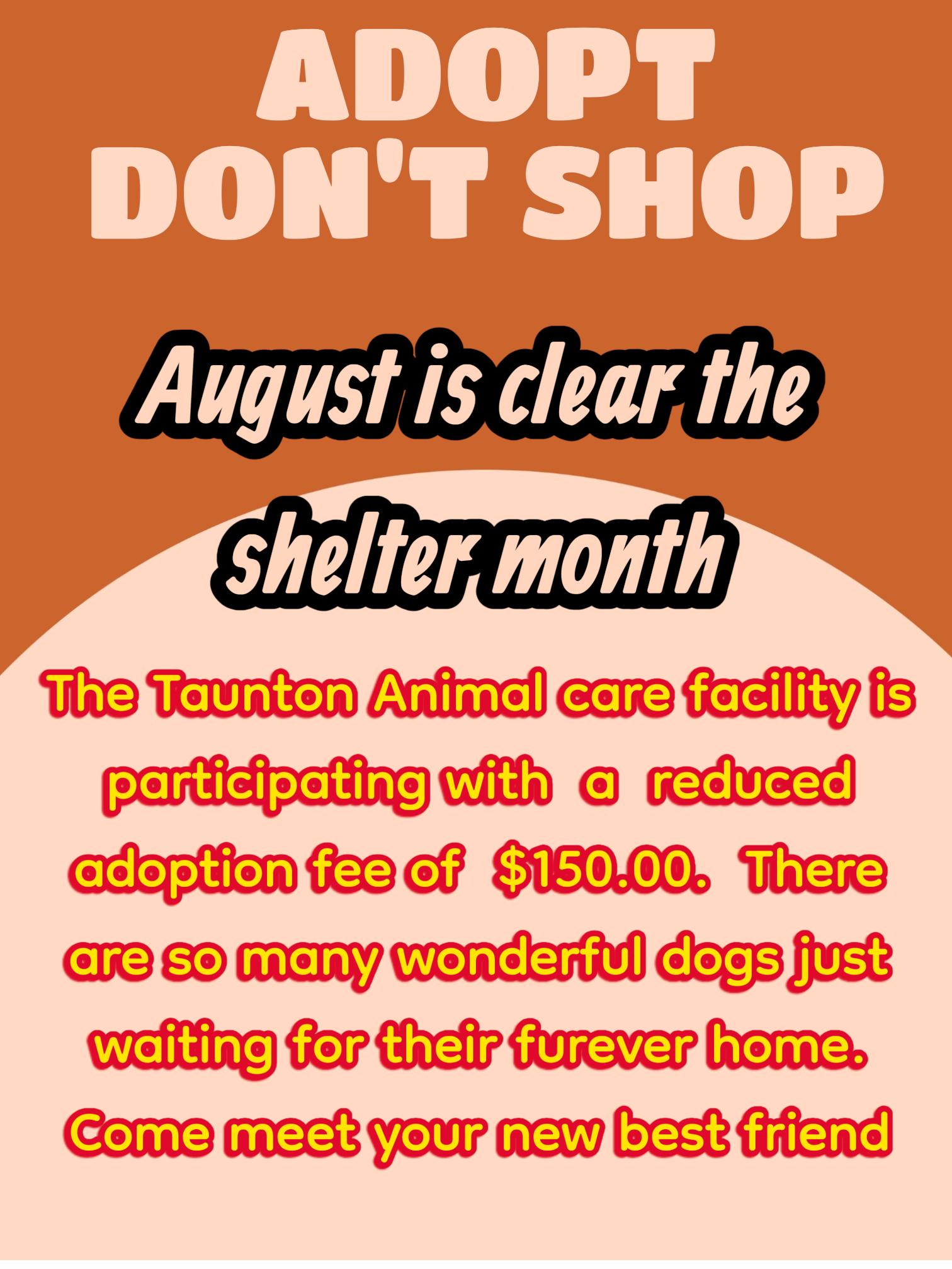 Enlarge August is clear the Shelter month, a ADOPTABLE American Bully in Taunton, MA image 1/1