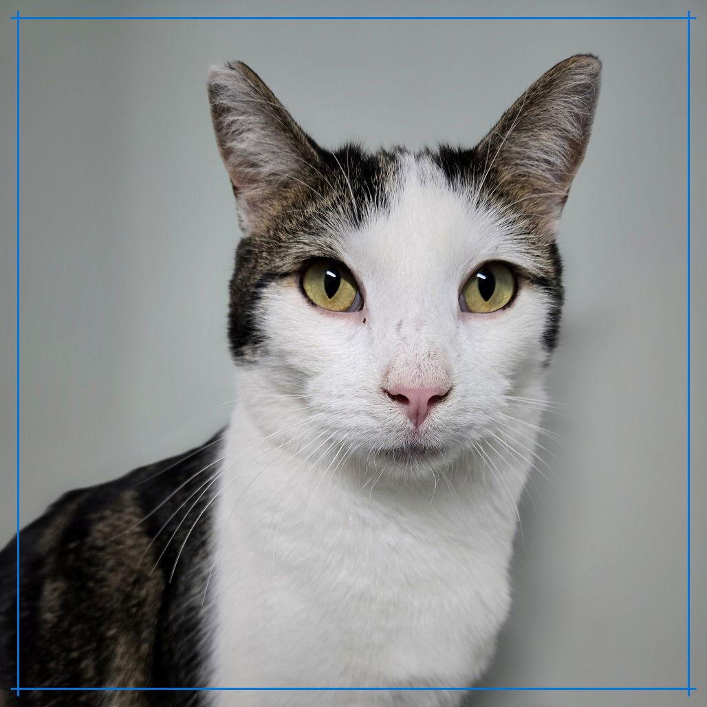 Enlarge Grasshopper, a Adoptable Domestic Short Hair in New Castle, DE image 2/3