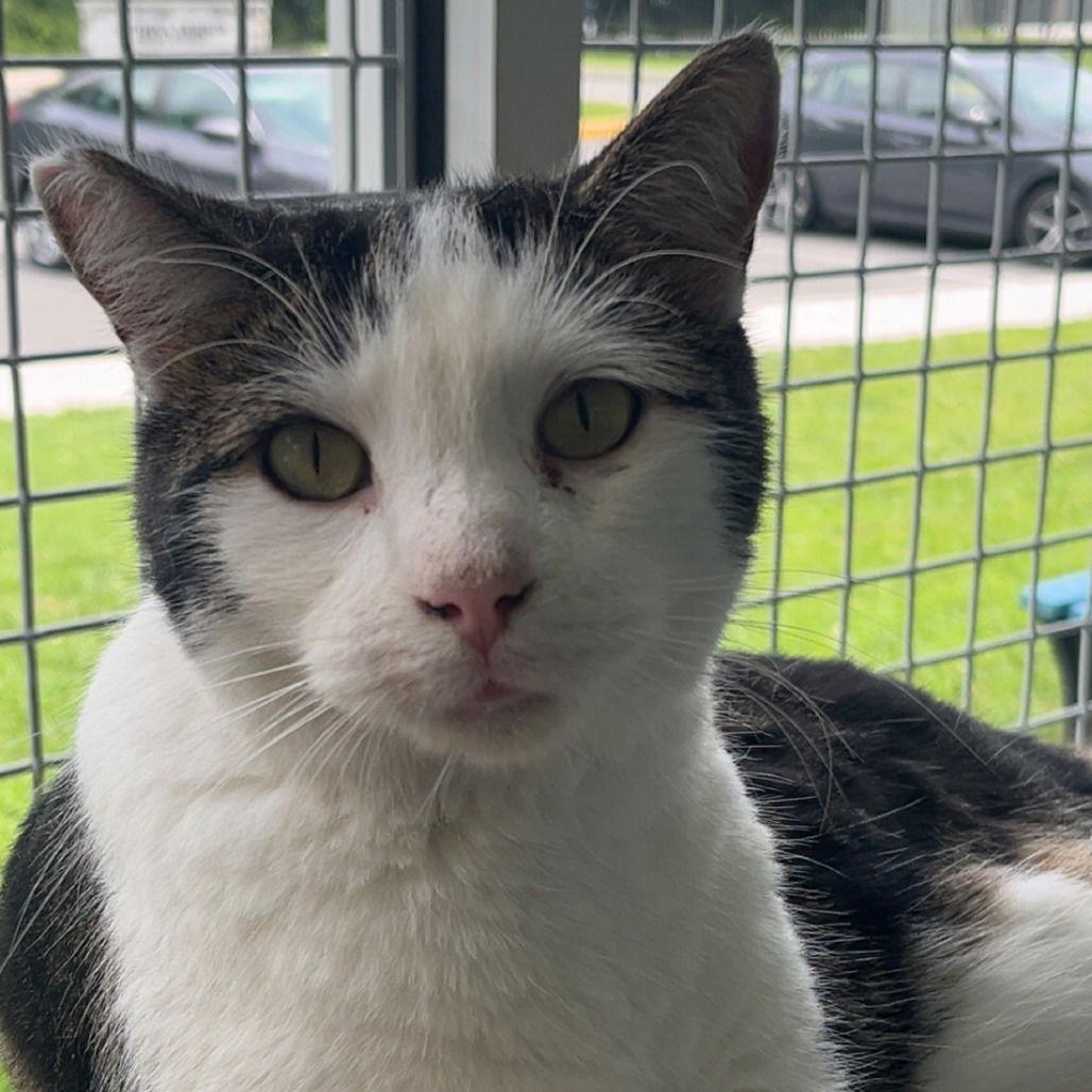 Enlarge Grasshopper, a Adoptable Domestic Short Hair in New Castle, DE image 3/3